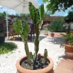 Bed & Breakfast Casanera