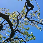 Casanera